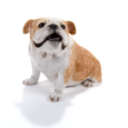 Sandicast 7" Sitting Bulldog